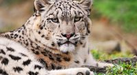 White Snow Leopard9717519693 200x110 - White Snow Leopard - Wildlife, white, Snow, Leopard